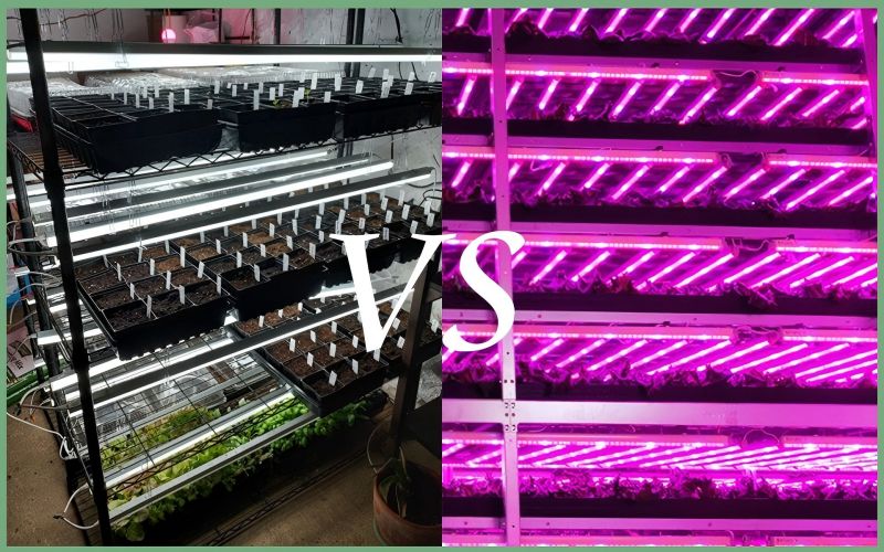 Estne melius eligere plenum spectro aut rubrum et hyacintho spectro ad herba incrementum luminaria?